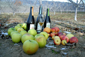 Hard ciders and their apples